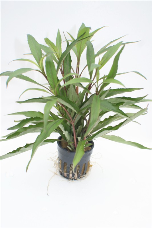 Hygrophila angustifolia in pot @